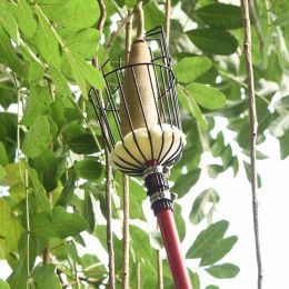 Na co si dát pozor při sklizni jablek?