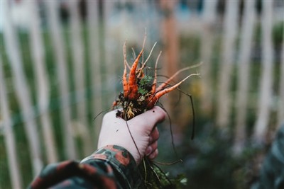 Mastering the Art of Weeding: Guide to use the Weeding Tool in your garden